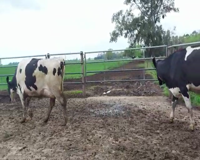 Lote Lote 18