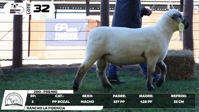 Lote LOTE 32- BOZAL