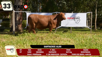 Lote LOTE 33