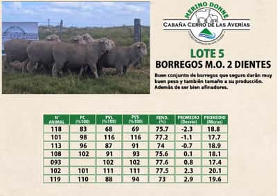 Lote LOTE 5