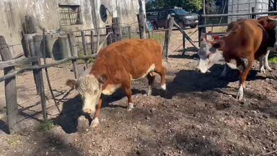Lote 4 Vacas de Invernada HEREFORD 370kg -  en HIPODROMO SALTO