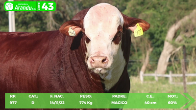 Lote LOTE 43