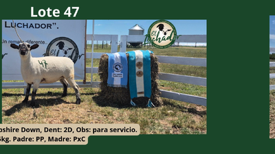 Lote PxC
