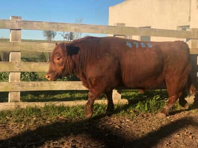 Lote LOTE 15