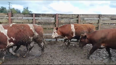 Lote 40 Novillo Gordo en Los Ángeles, VIII Región Biobío
