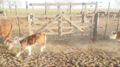 Lote 16 Vacas CUT paridas y vacias EN PEHUAJO