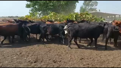 Lote 52 Vacas de invernar en Concordia, Entre Ríos