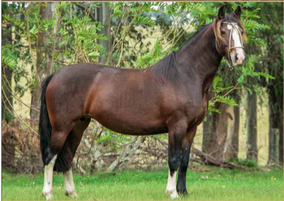 Lote FOGATA DE LA COLINA