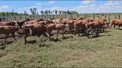 Lote 50 Vacas de invernar en Pirané, Formosa