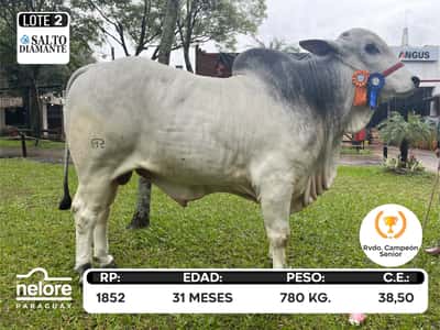 Lote LOTE 2