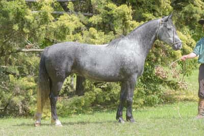 Lote Yubely Chirlo Fuerte