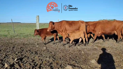 Lote Lote 24