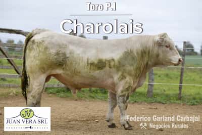 Lote TOROS POLLED CHAROLAIS PI 2 AÑOS