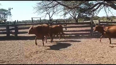 Lote VAQUILLONAS PARIDAS