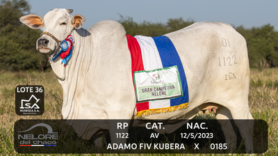 Lote LOTE 36