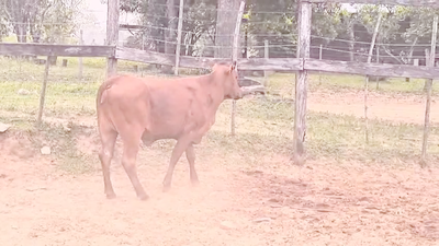 Lote Vaquillas Brangus 281kg -  en Cnel. Oviedo