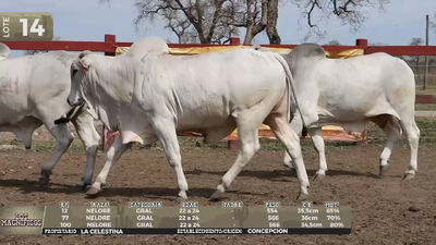 Lote LOTE 14