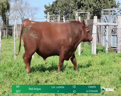 Lote TORO RP 2817,2836,2914