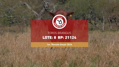 Lote RINCON IBERA 21124 DRAGO