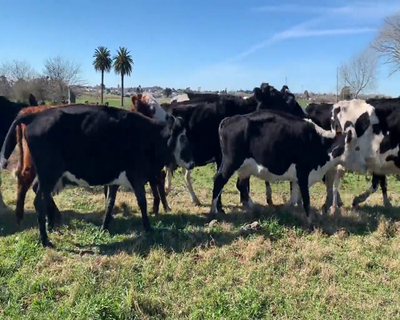 Lote (Vendido)12 Vacas de Invernada 7 HO,  1 NO,  1 NO X HO,  1 RA X HE,  1 HE X HO,  1 HE X SH 480kg - , Colonia