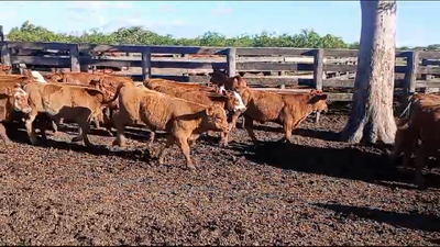Lote 140 Terneros