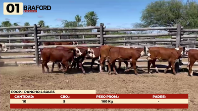 Lote LOTE 1