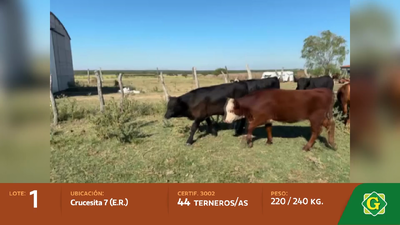 Lote Terneros/as en Crucesitas 7Ma