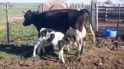  4 Vacas preñadas  - kg en Colonia POLANCOS
