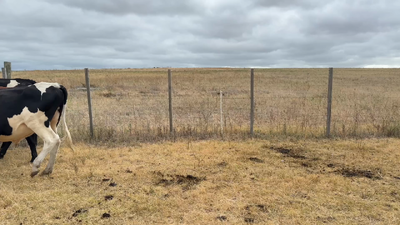 Lote NOVILLOS 1 a 2 AÑOS