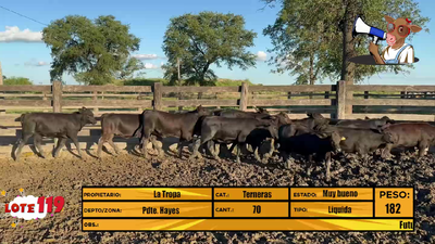 Lote LOTE 119