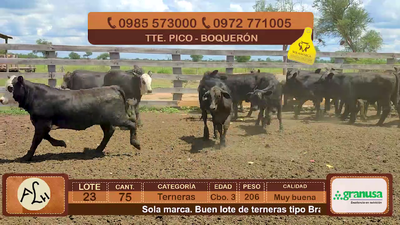 Lote 75 Terneras CBO 3 Tipo Brangus y Acebuzadas 206kg - , Boquerón