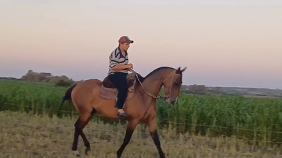 Lote CABALLO CUARTO DE MILLA 6 AÑOS
