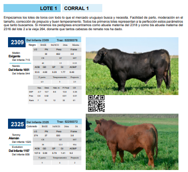 Lote Corral 1