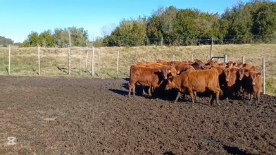 Lote TERNERAS