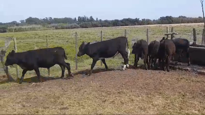 Lote TERNEROS