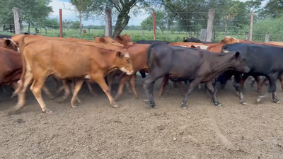 Lote 100 Terneros/as en Formosa, Formosa