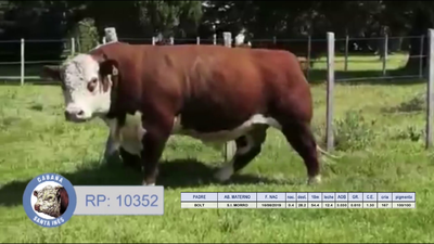 Lote TOROS POLLED HEREFORD