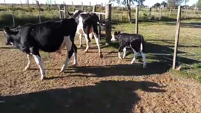 Lote 4 Piezas de cría 180kg - , San José