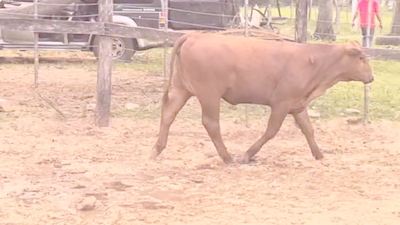 Lote Vaquillas Brangus 352kg -  en Cnel. Oviedo