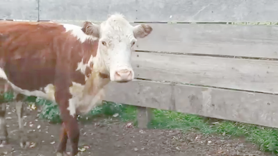 Lote (Vendido)Vacas de Invernada HEREFORD 330kg - , San José