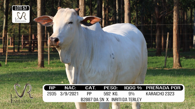 Lote LOTE 57