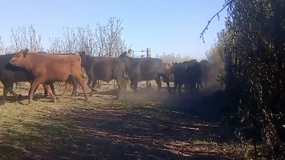 Lote 64 Novillitos