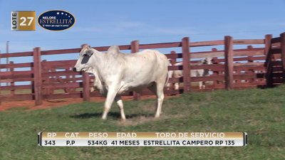 Lote LOTE 27