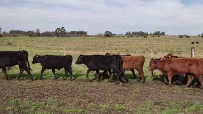 Lote (Vendido)10 Terneras 4 AA,  1 RA,  3 RA X HE,  2 AA X HE 226kg - , Canelones