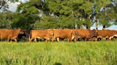 Lote 53 Vacas nuevas C/ gtia de preñez
