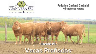 Lote 5 VACAS PREÑADAS PROXIMAS  PO   -  LIMOUSIN