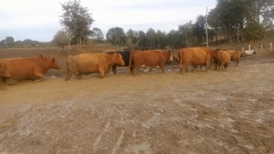 Lote 45 Vaca Gorda en Los Muermos, X Región Los Lagos