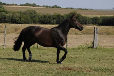Lote Catalana Alborada II