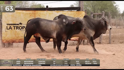Lote LOTE 63