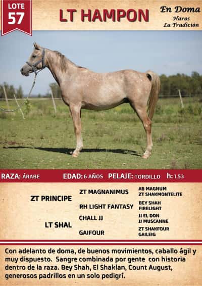 Lote LT HAMPON